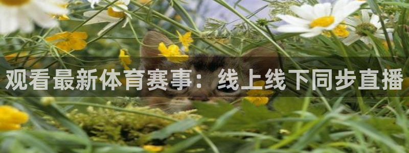 观看最新体育赛事：线上线下同步直播